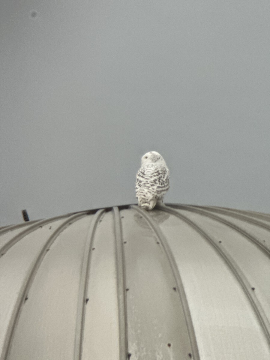 Snowy Owl - Robert Mead
