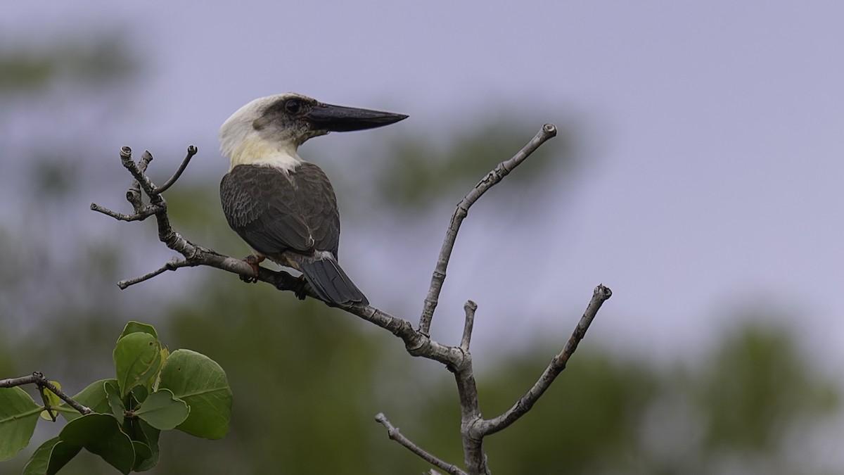 Great-billed Kingfisher - ML612332740