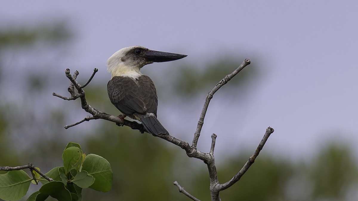 Great-billed Kingfisher - ML612332742