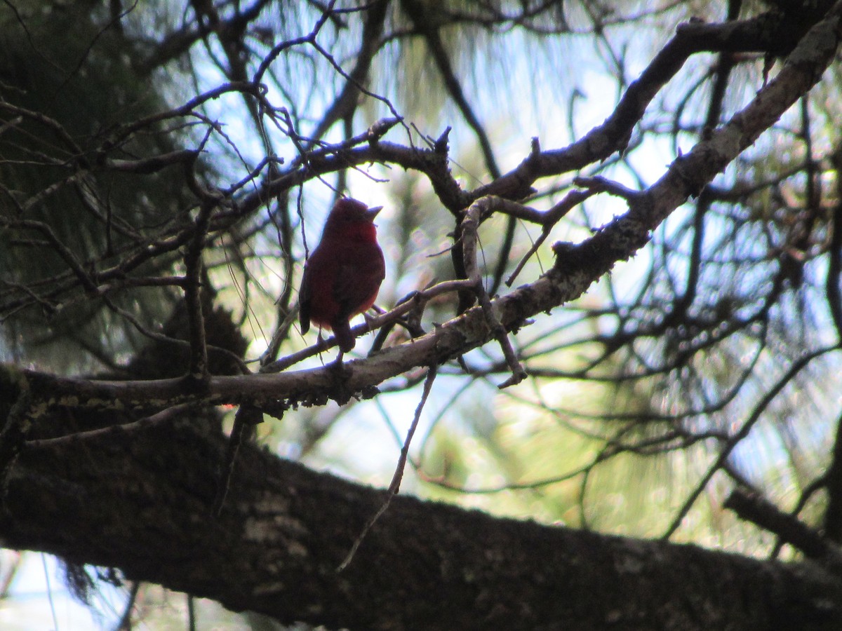 Summer Tanager - ML612332771