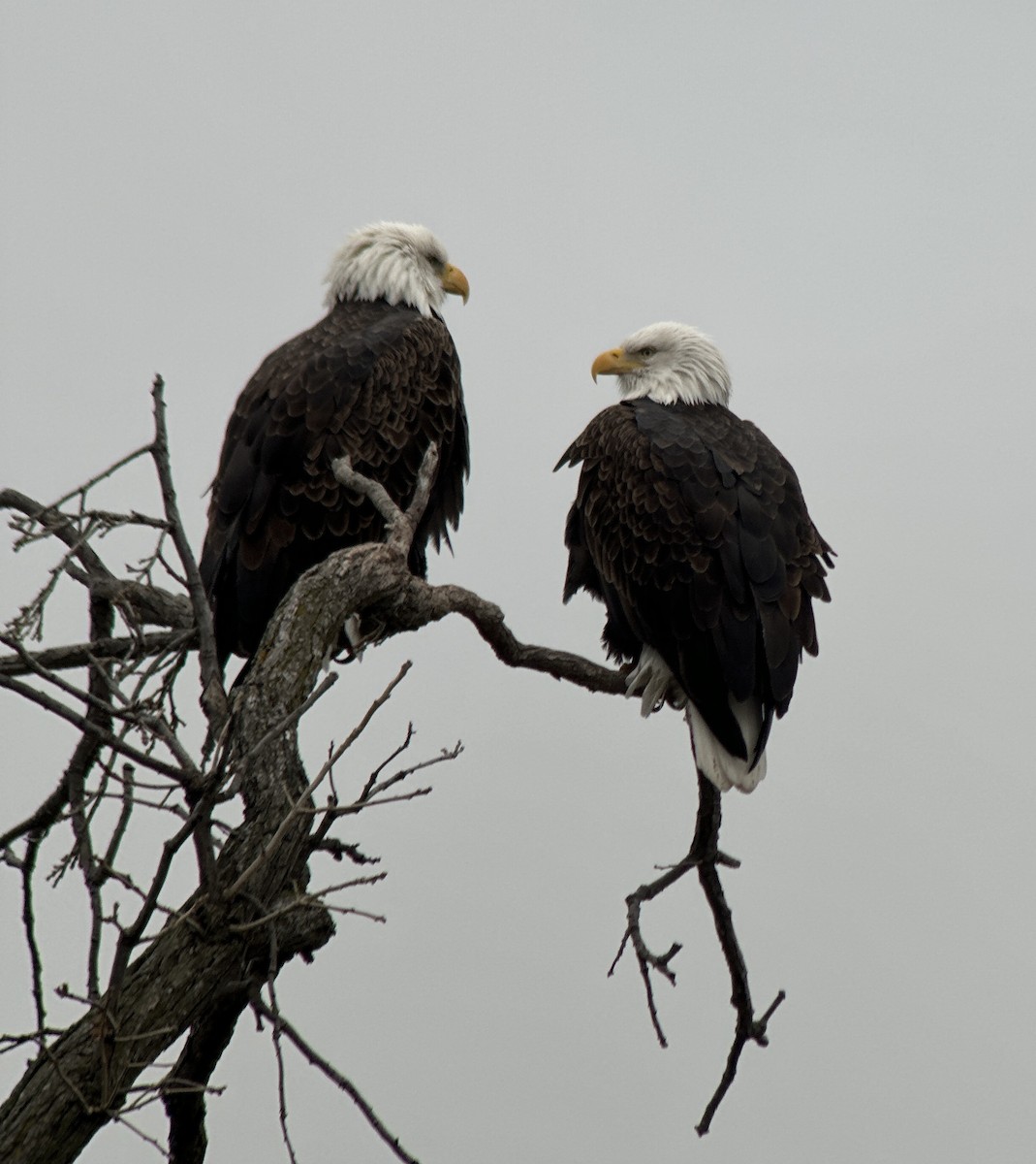 Bald Eagle - ML612332783