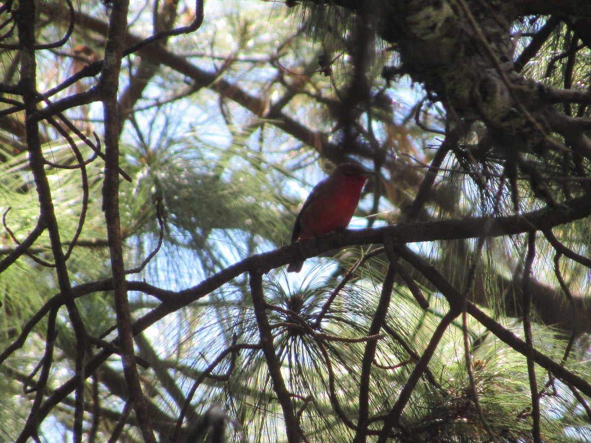 Flame-colored Tanager - Leticia Andino Biologist and Birding Tour Guide
