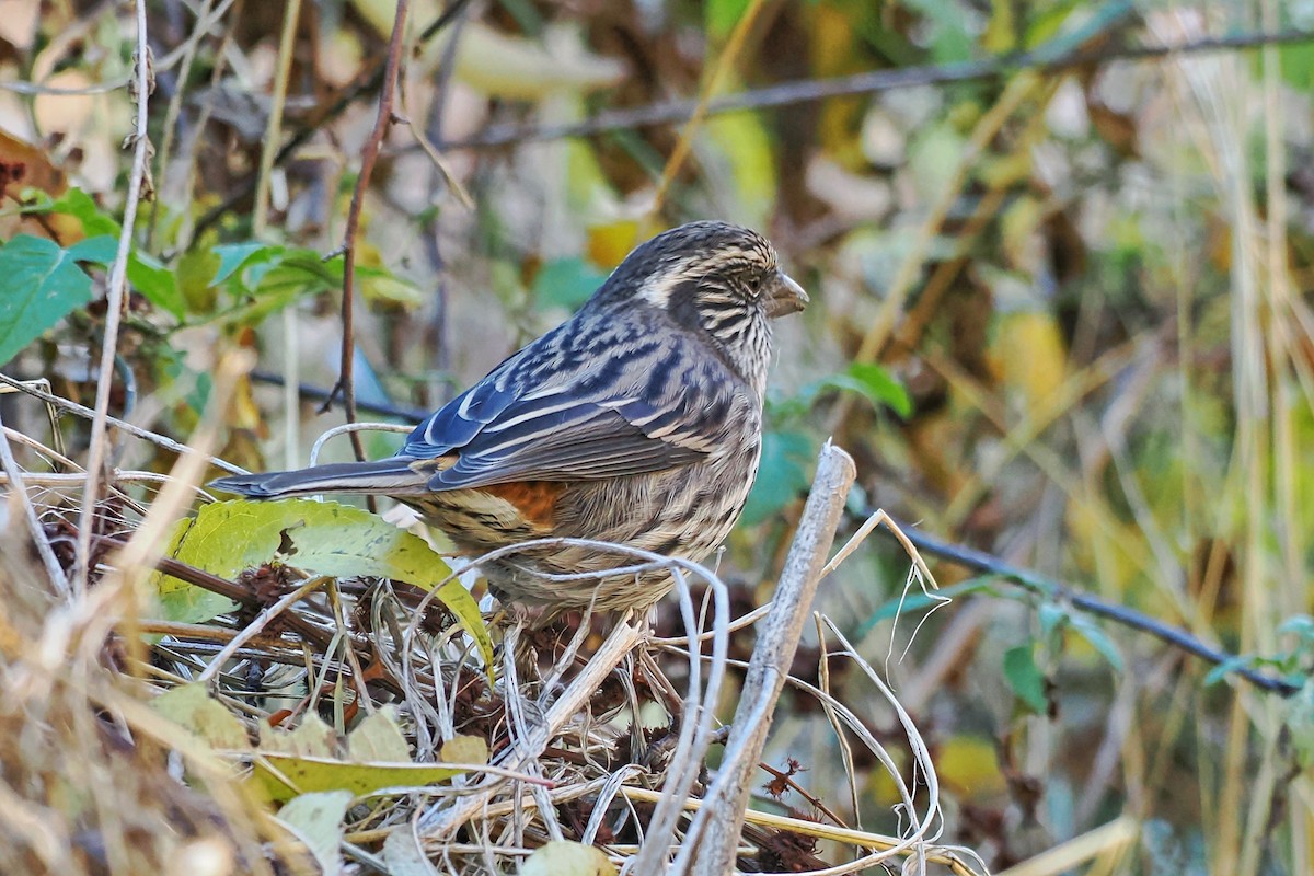 Chinese White-browed Rosefinch - ML612332793