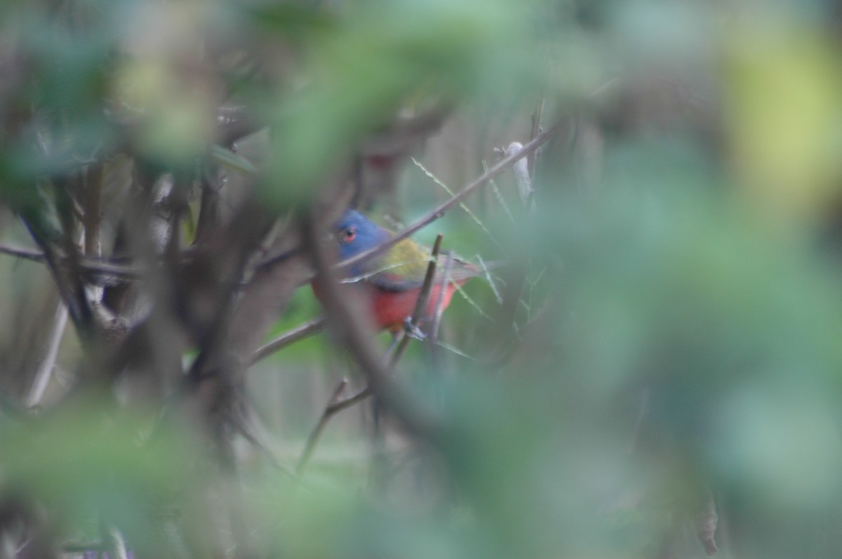 Painted Bunting - ML612332830