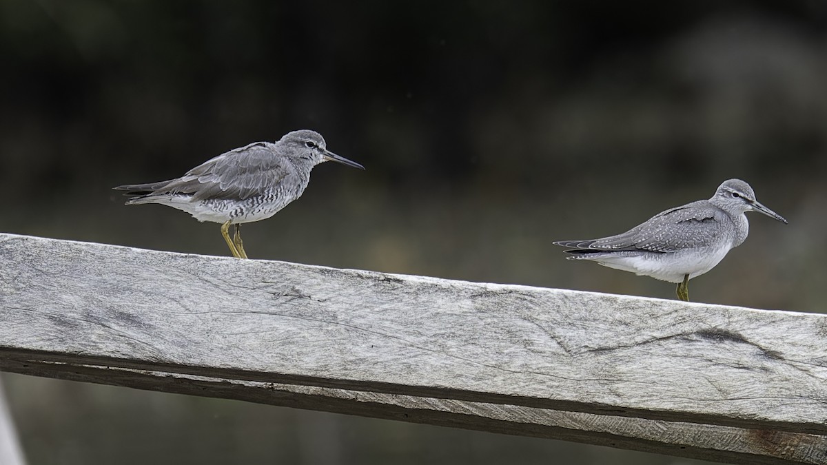 Gray-tailed Tattler - ML612332841