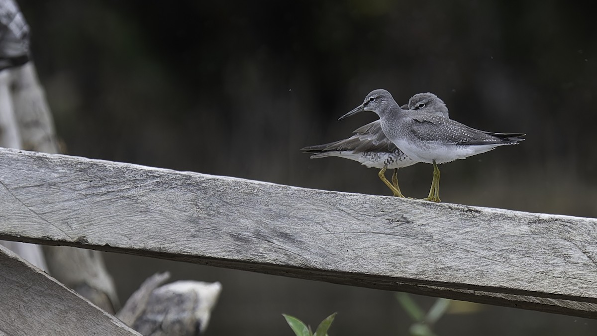 Gray-tailed Tattler - ML612332847