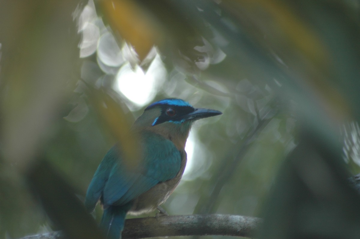 Lesson's Motmot - ML612332885