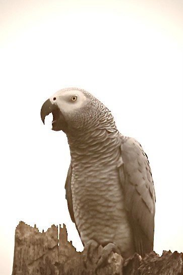 Gray Parrot - ML612332889
