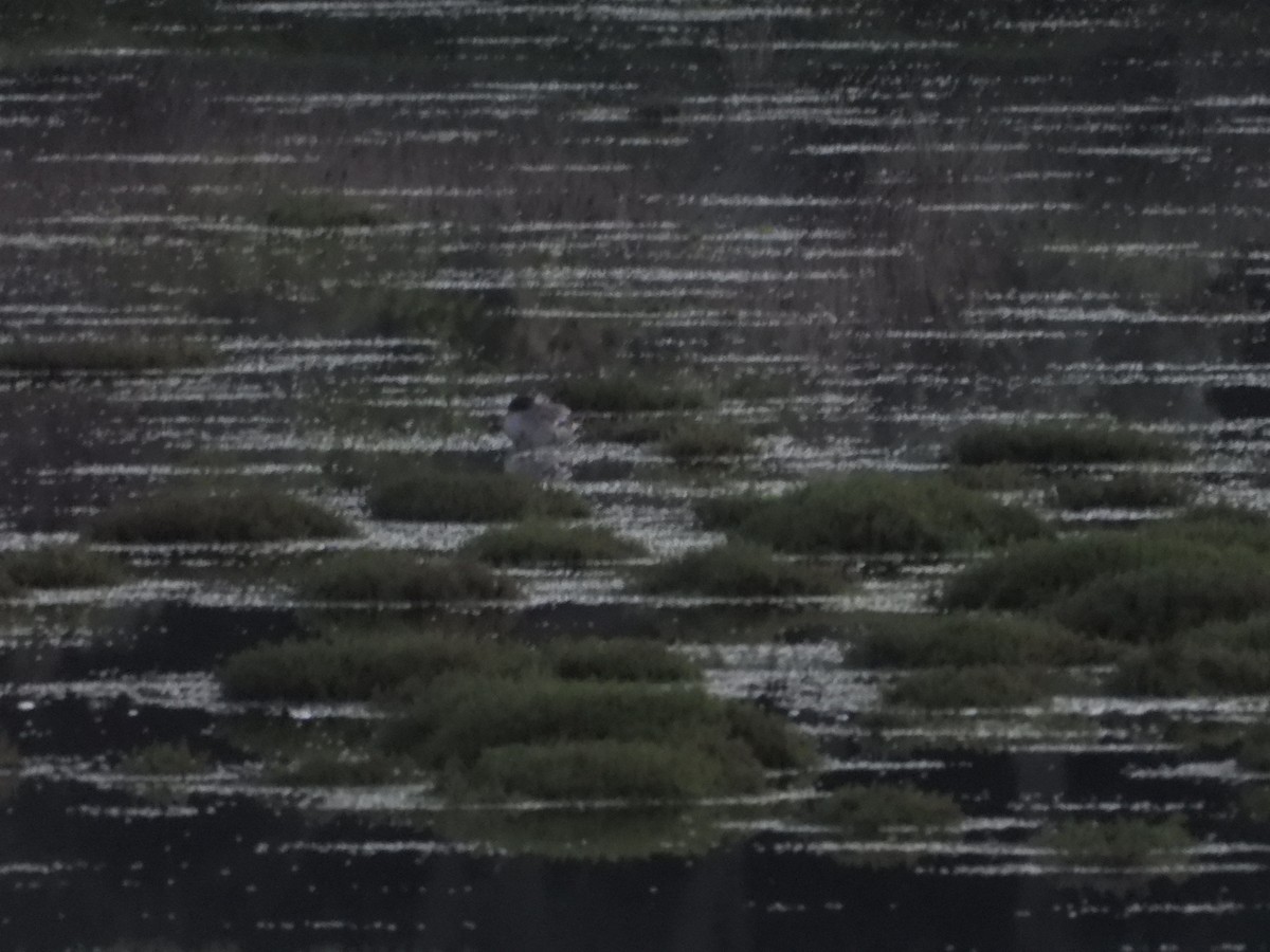 Common Greenshank - Carlos Pacheco