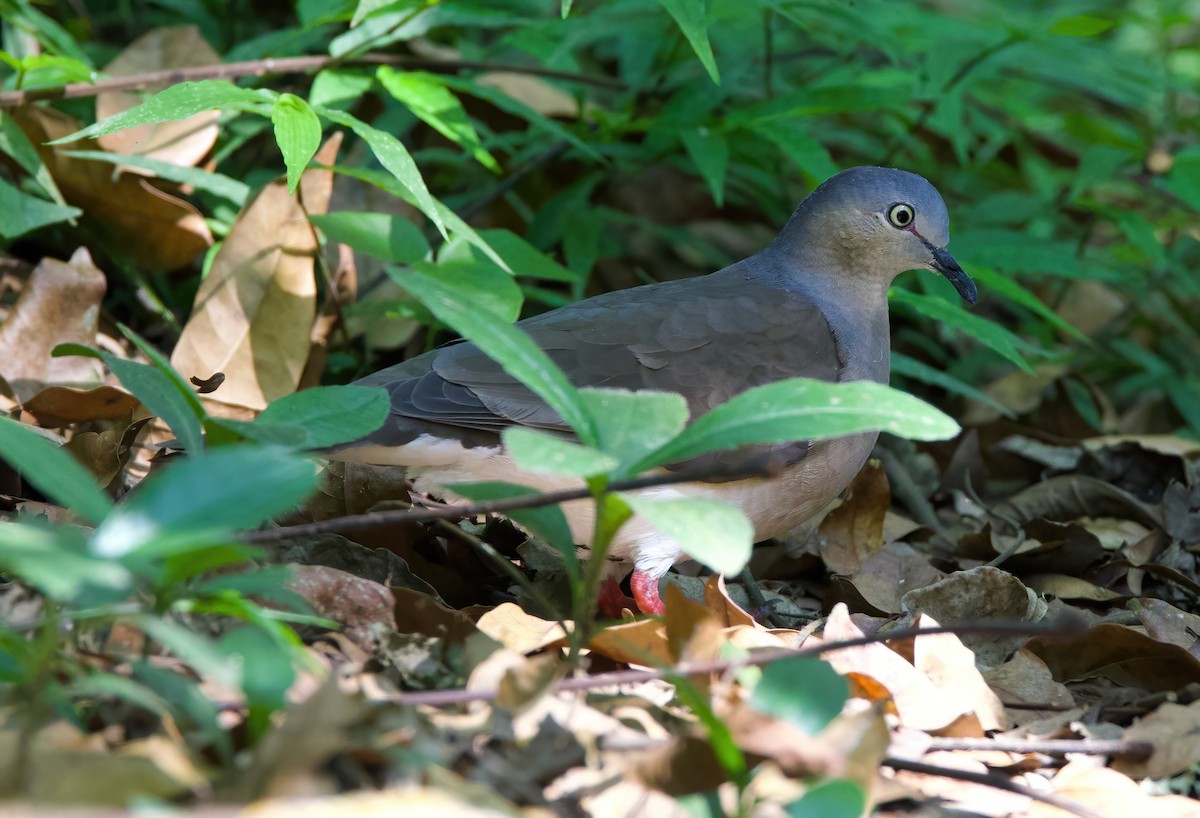 Gray-headed Dove - ML612332960
