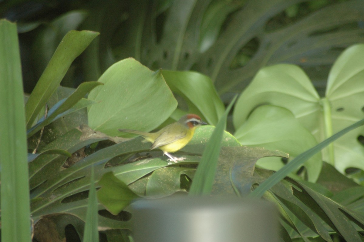 Chestnut-capped Warbler - ML612332962