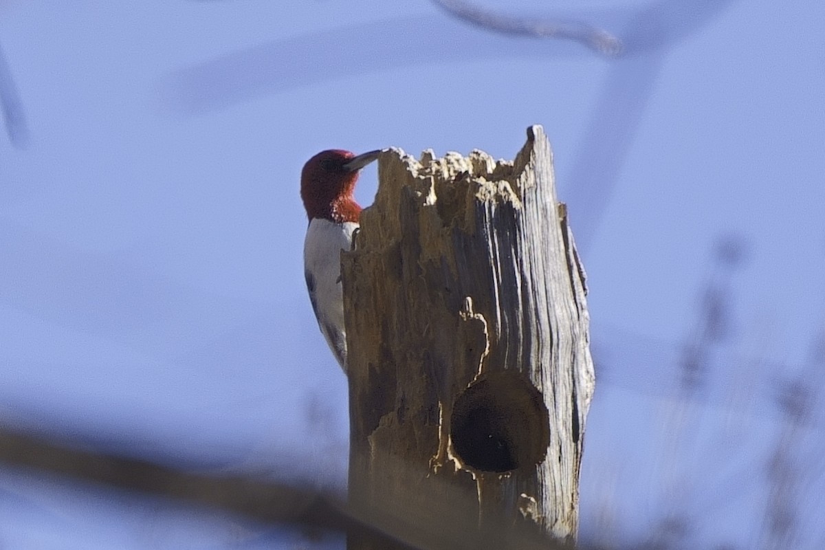 Red-headed Woodpecker - ML612332964