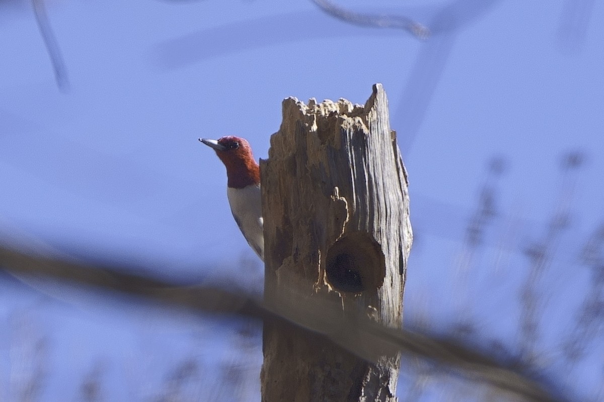 Red-headed Woodpecker - ML612332965