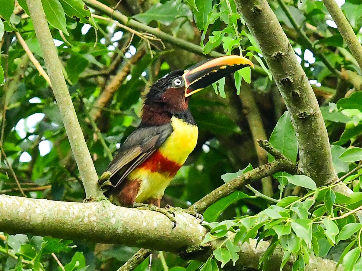 Chestnut-eared Aracari - ML612332983