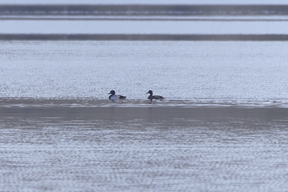 Greater Scaup - ML612332989
