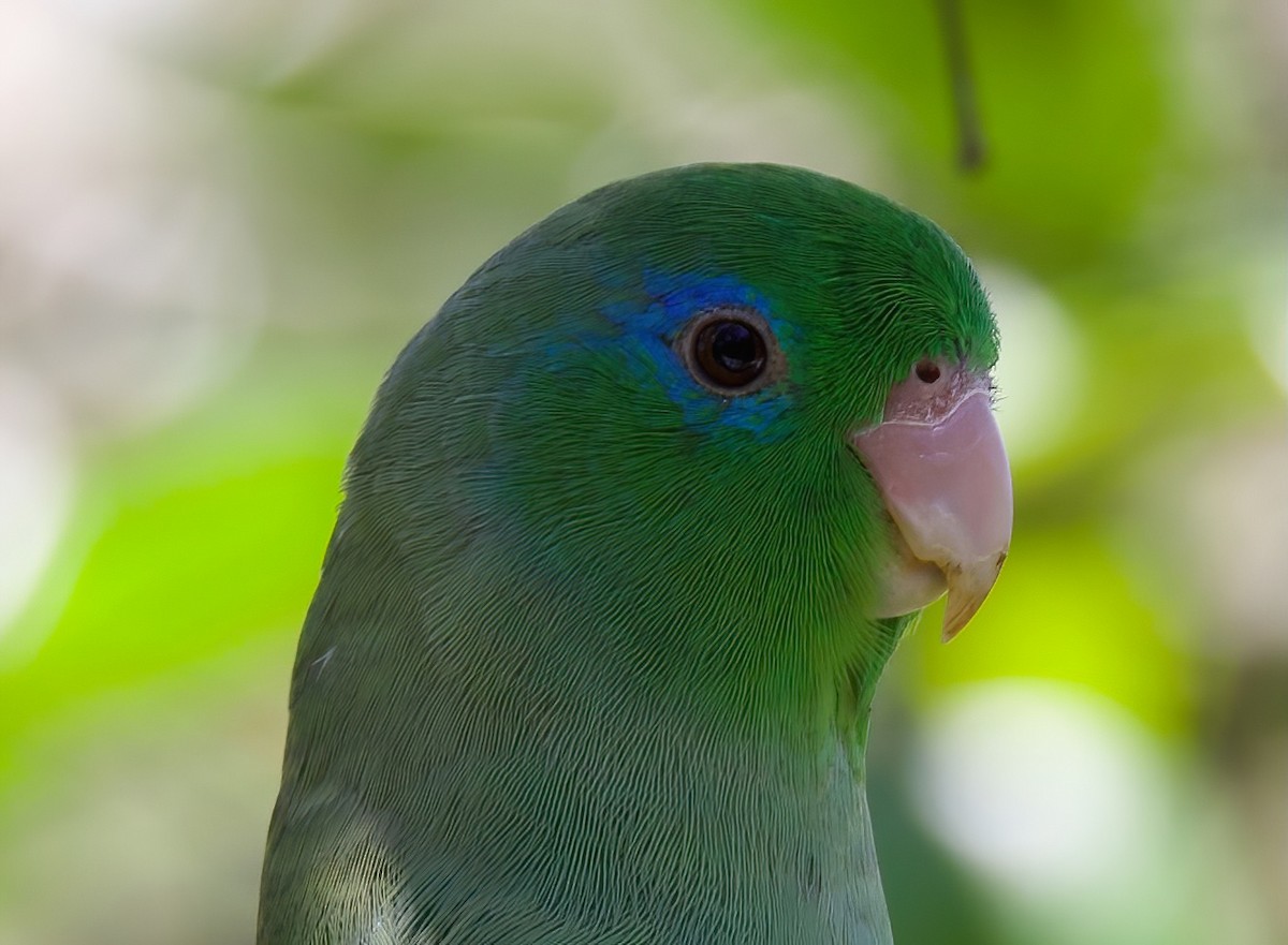 Spectacled Parrotlet - ML612333040