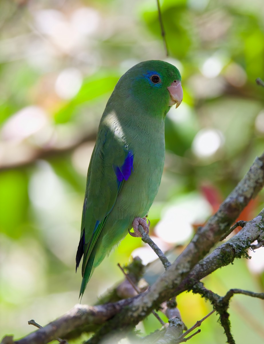 Spectacled Parrotlet - ML612333042