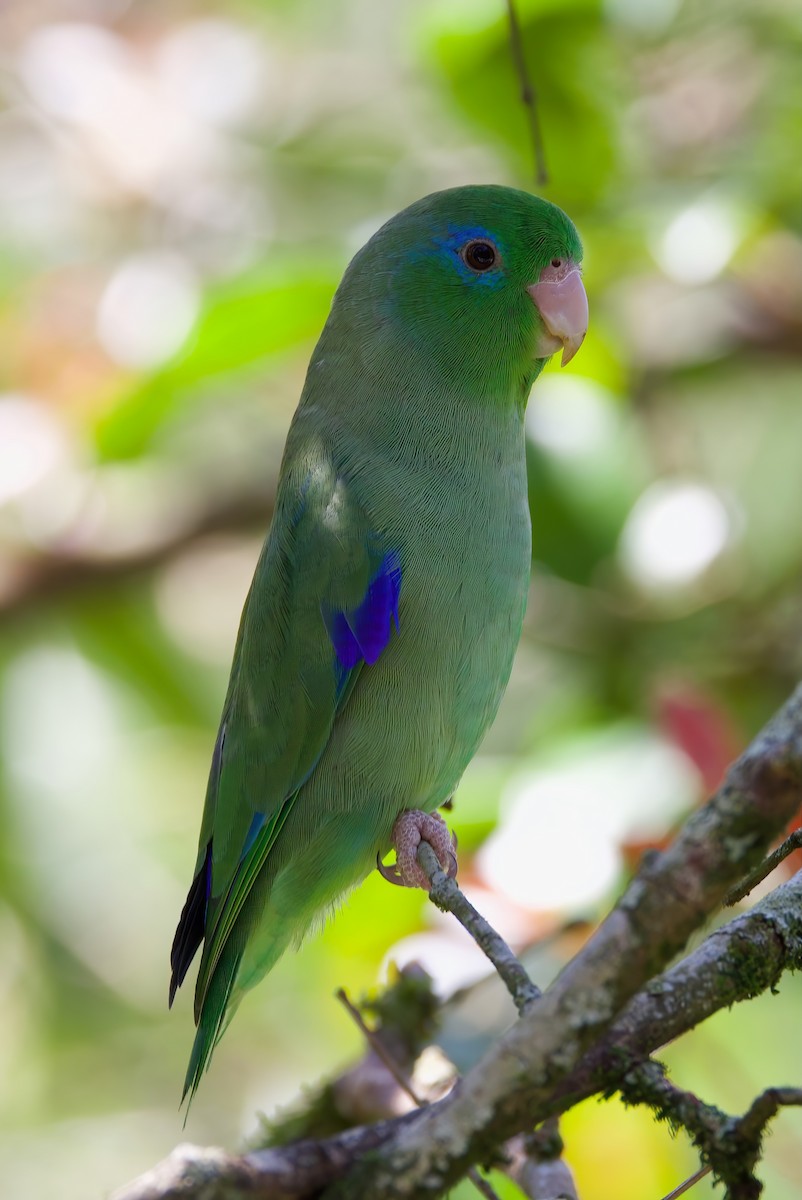 Spectacled Parrotlet - ML612333043