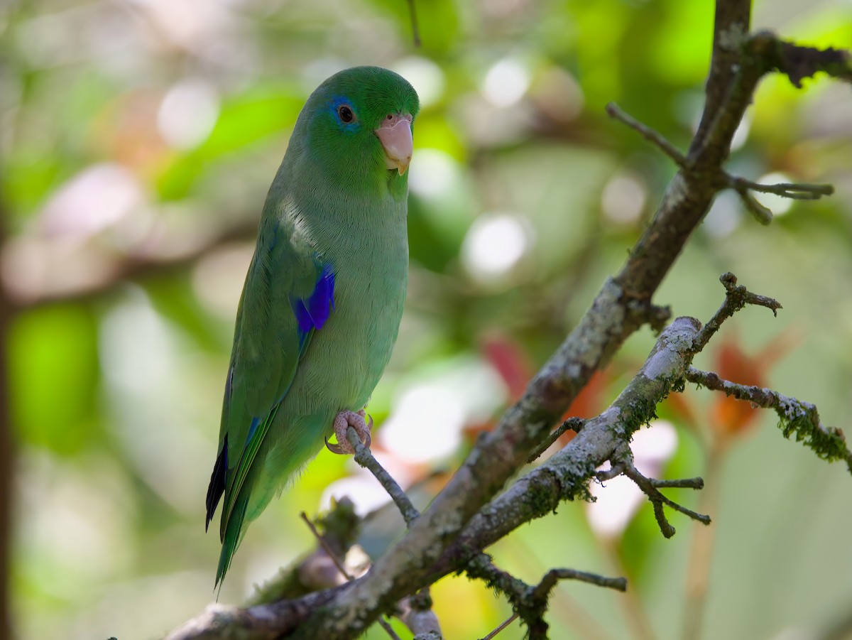 Spectacled Parrotlet - ML612333044