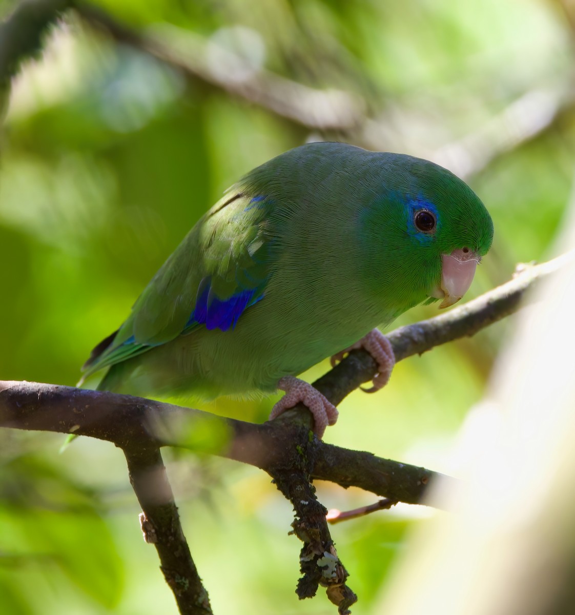Spectacled Parrotlet - ML612333045