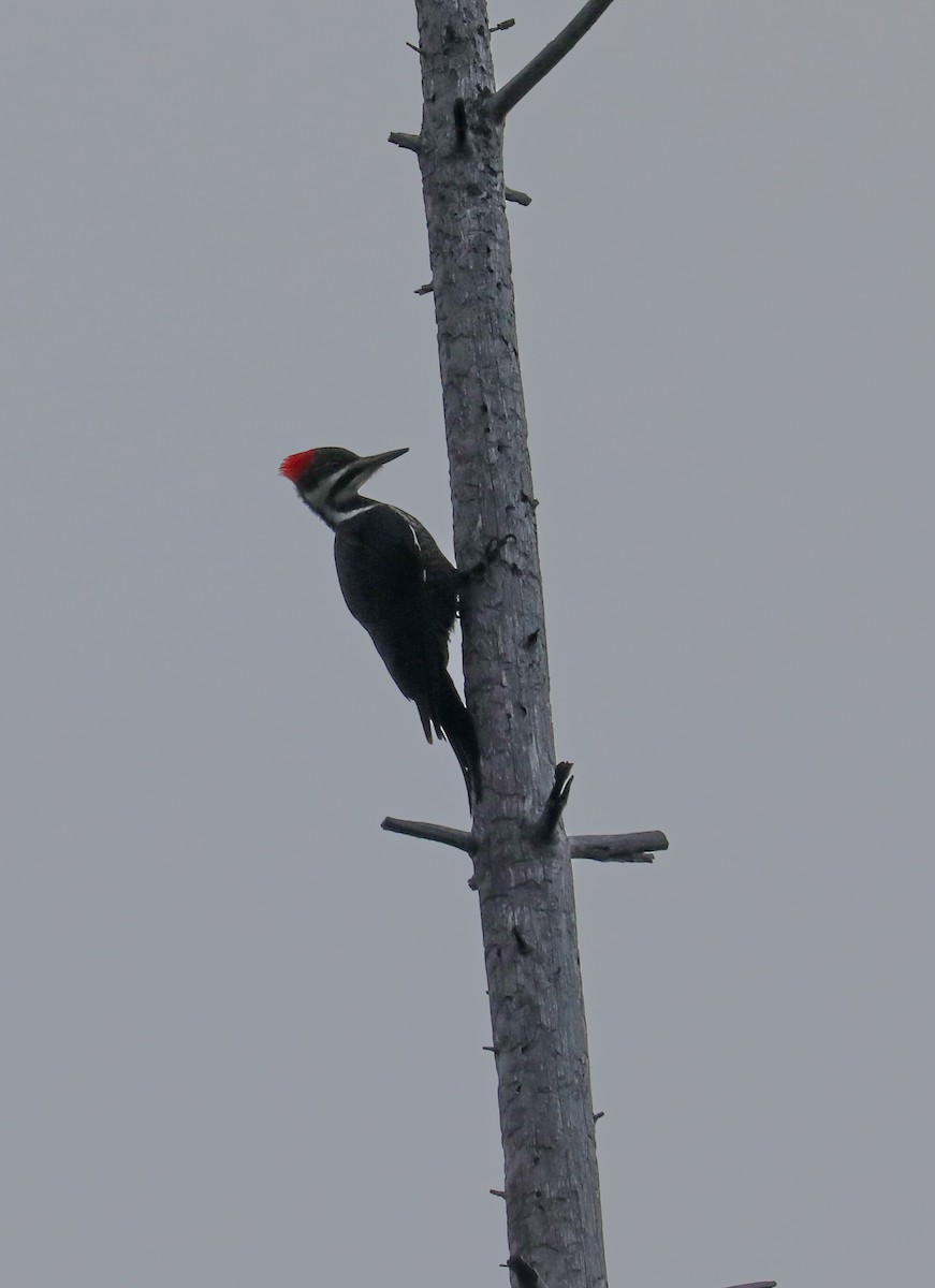 Pileated Woodpecker - ML612333046