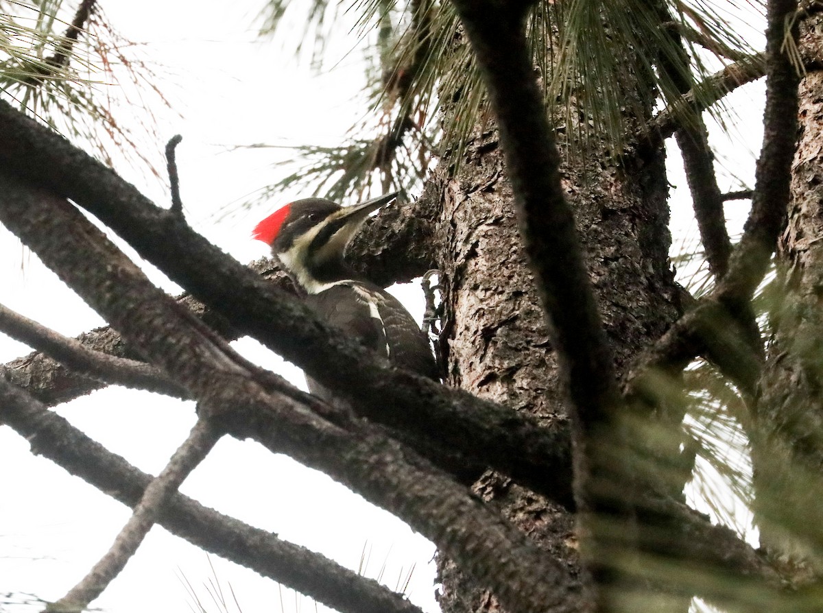 Pileated Woodpecker - ML612333047