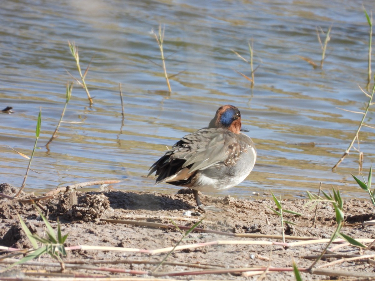 Green-winged Teal (American) - ML612333049