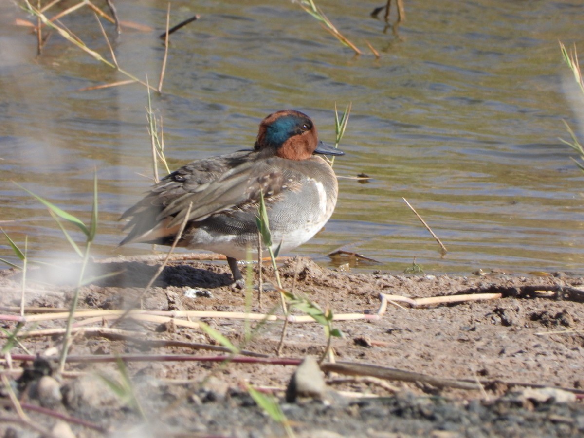 Green-winged Teal (American) - Miguel Hernández Santana