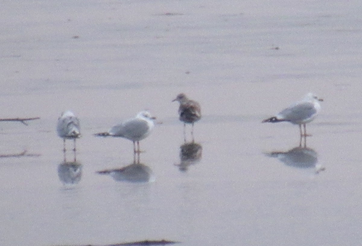 Short-billed Gull - Joel Jorgensen