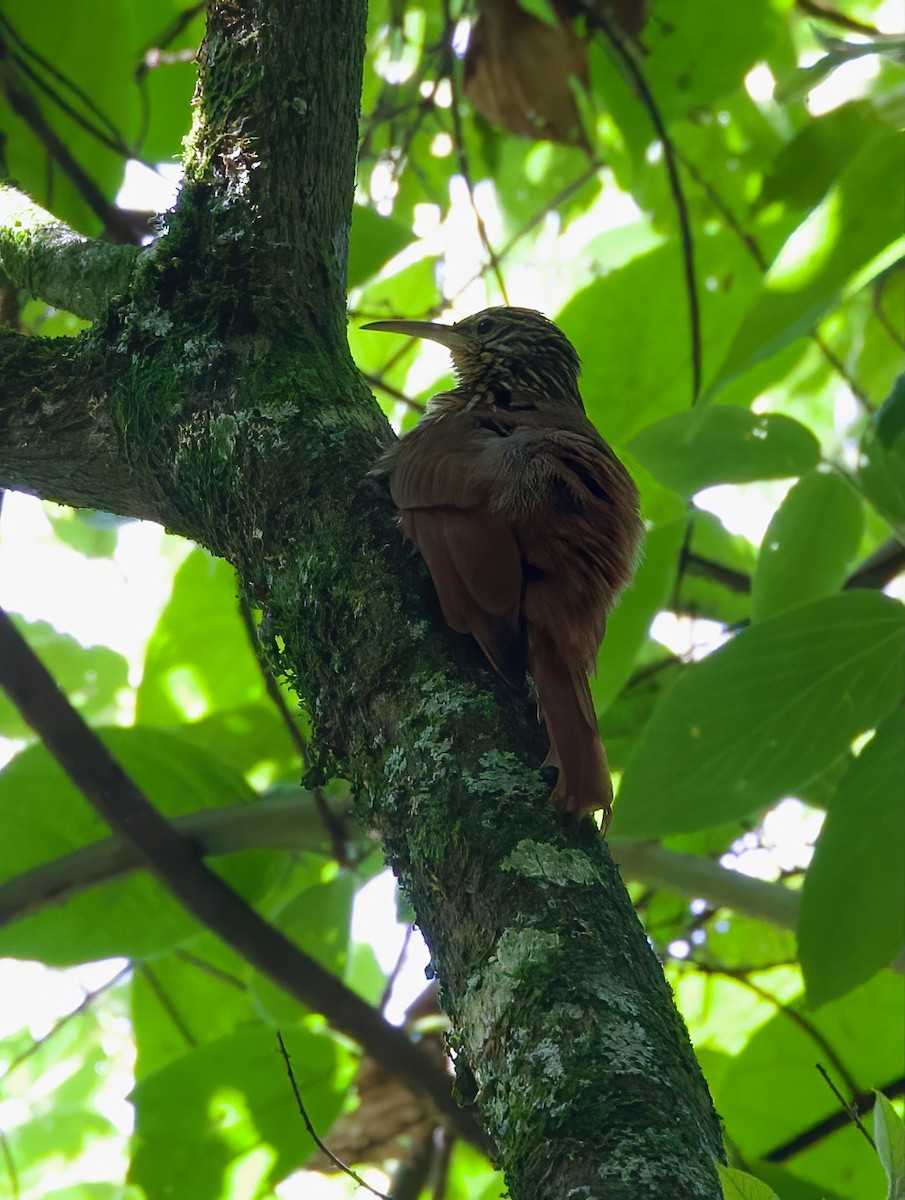 Streak-headed Woodcreeper - ML612333132