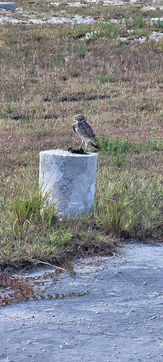 Burrowing Owl - ML612333141