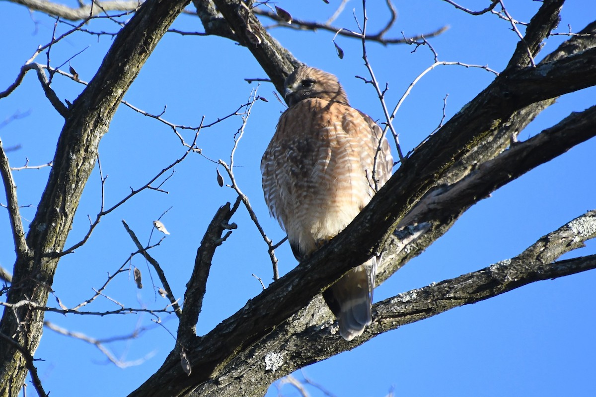 Red-shouldered Hawk - ML612333175