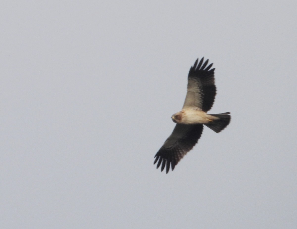 Booted Eagle - ML612333179