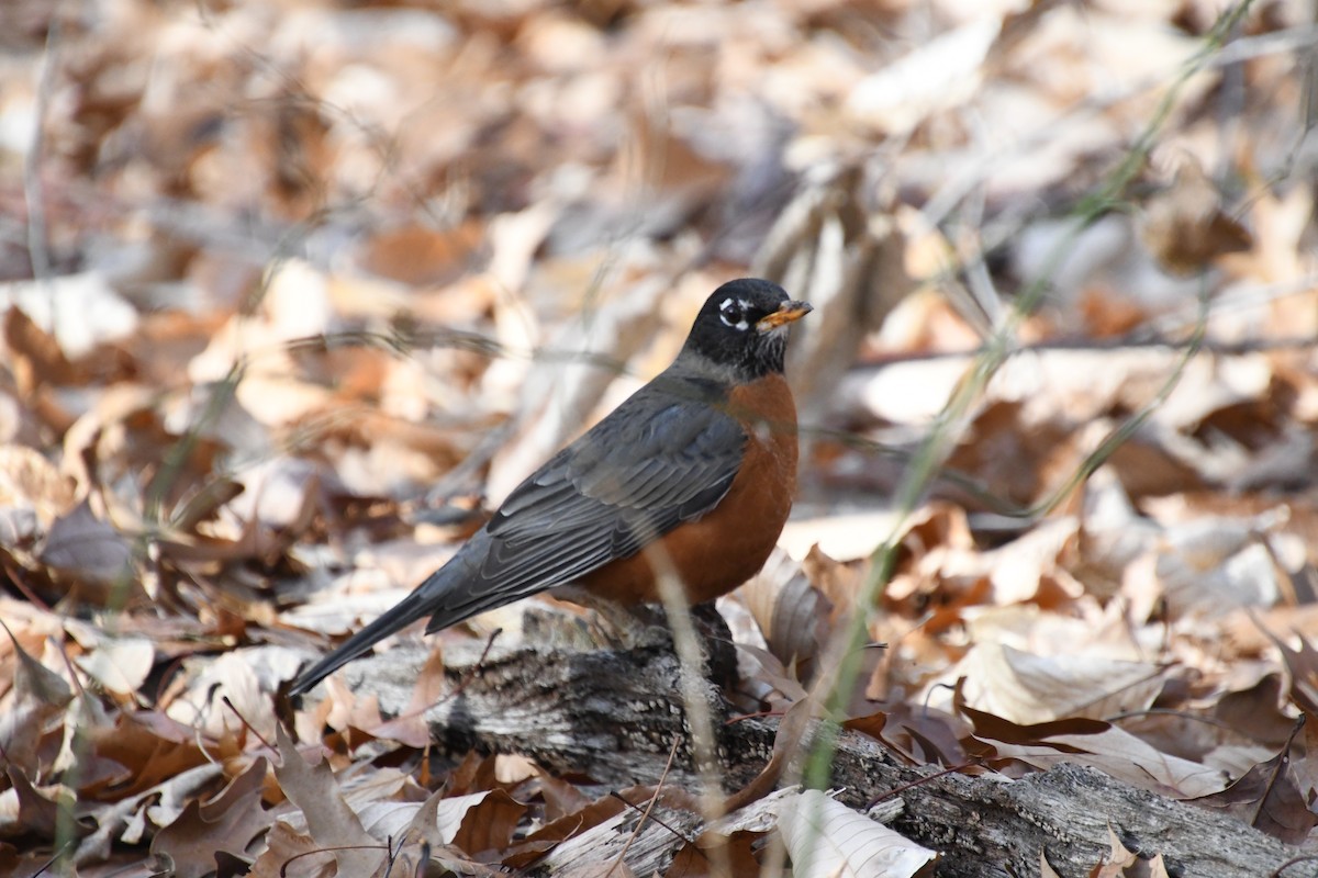 American Robin - ML612333182