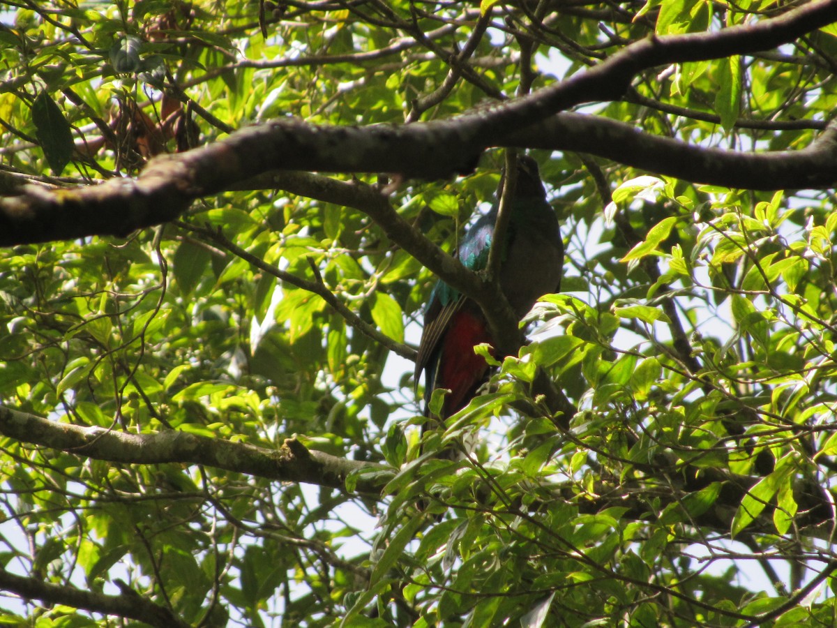 Resplendent Quetzal - Leticia Andino Biologist and Birding Tour Guide