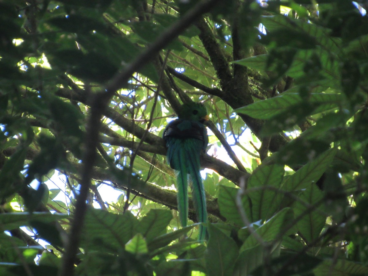 Resplendent Quetzal - Leticia Andino Biologist and Birding Tour Guide