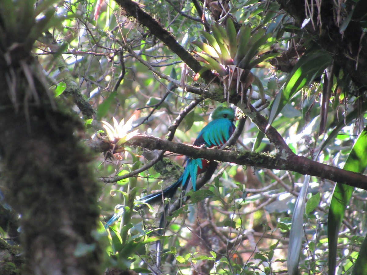 Resplendent Quetzal - Leticia Andino Biologist and Birding Tour Guide
