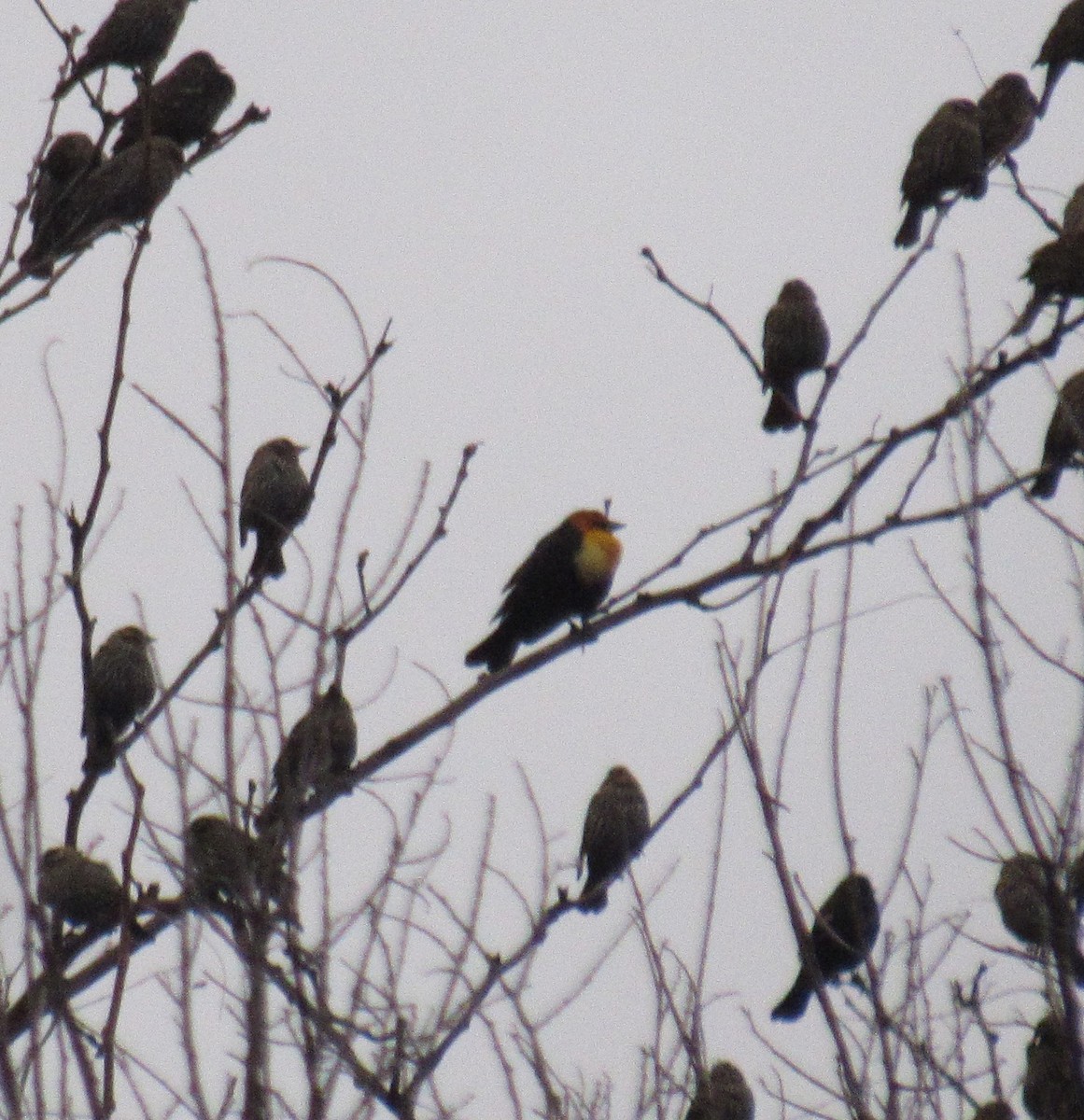 Yellow-headed Blackbird - Joel Jorgensen