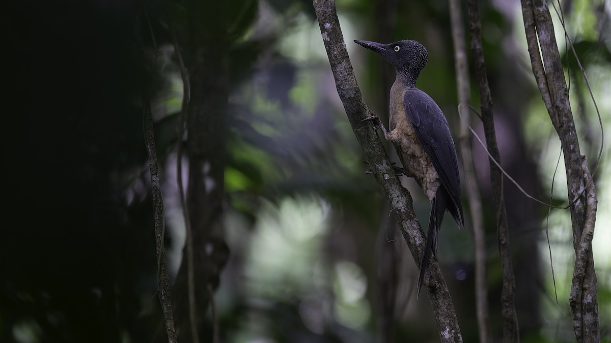 Ashy Woodpecker - Robert Tizard