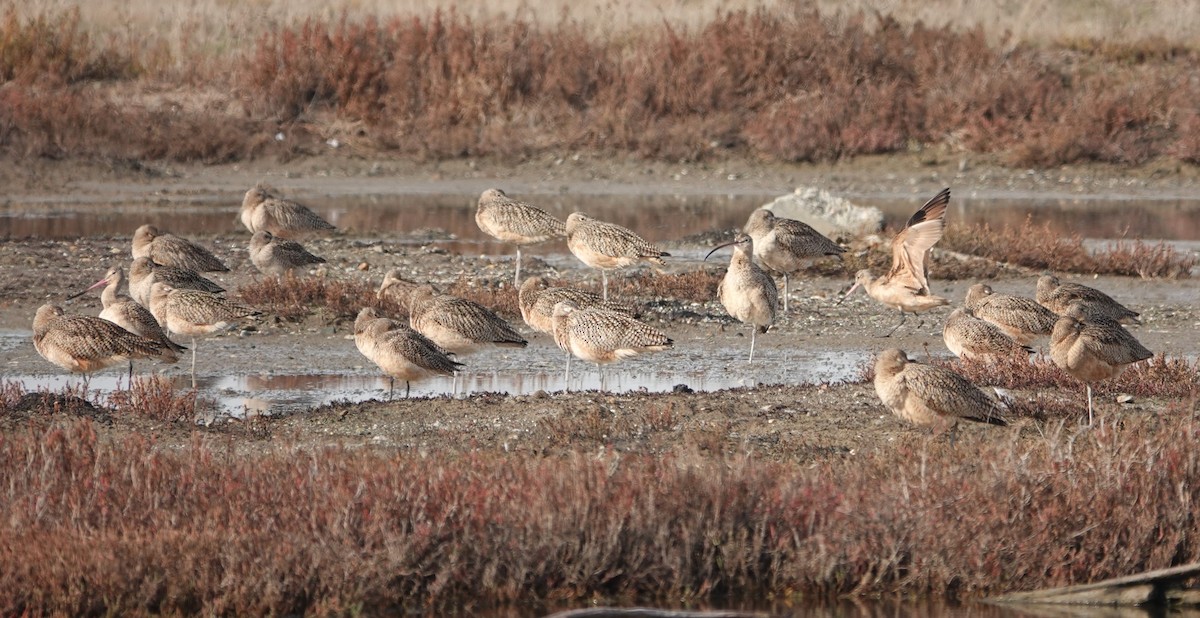 Long-billed Curlew - ML612333328