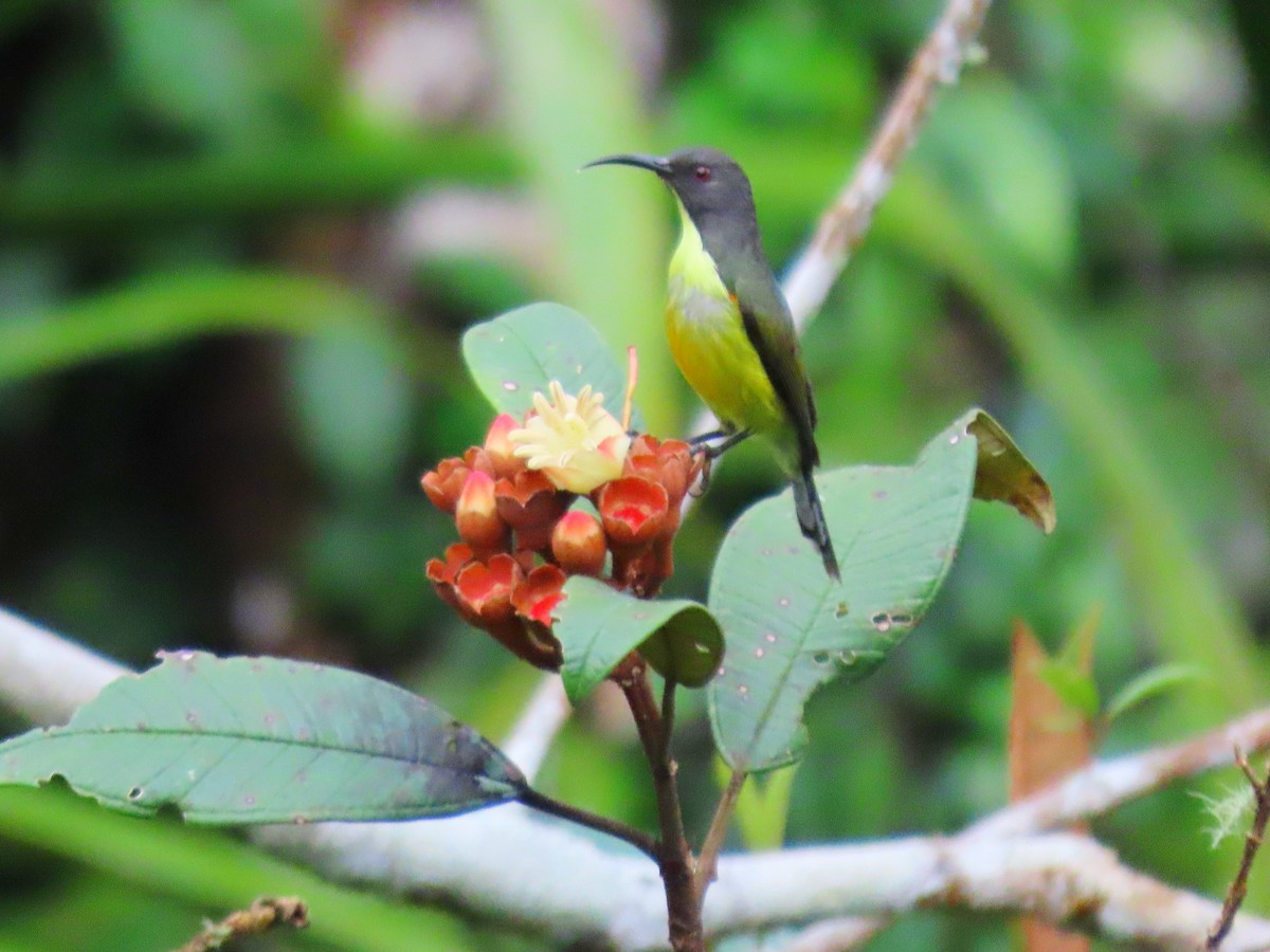 Tboli Sunbird - Andrew Collins