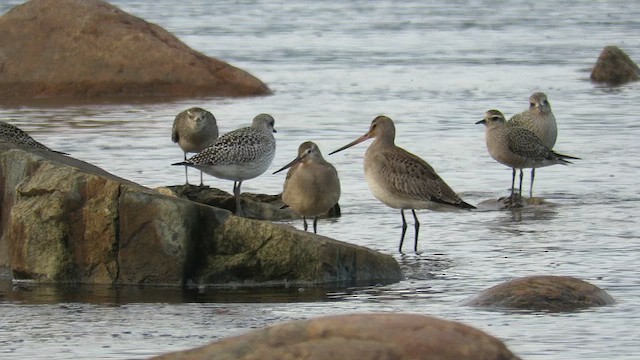 アメリカオグロシギ - ML612333441