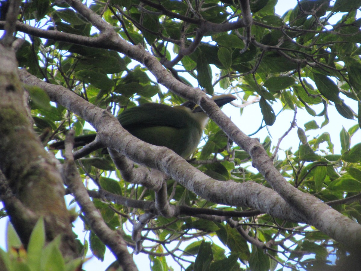 Northern Emerald-Toucanet - Leticia Andino Biologist and Birding Tour Guide