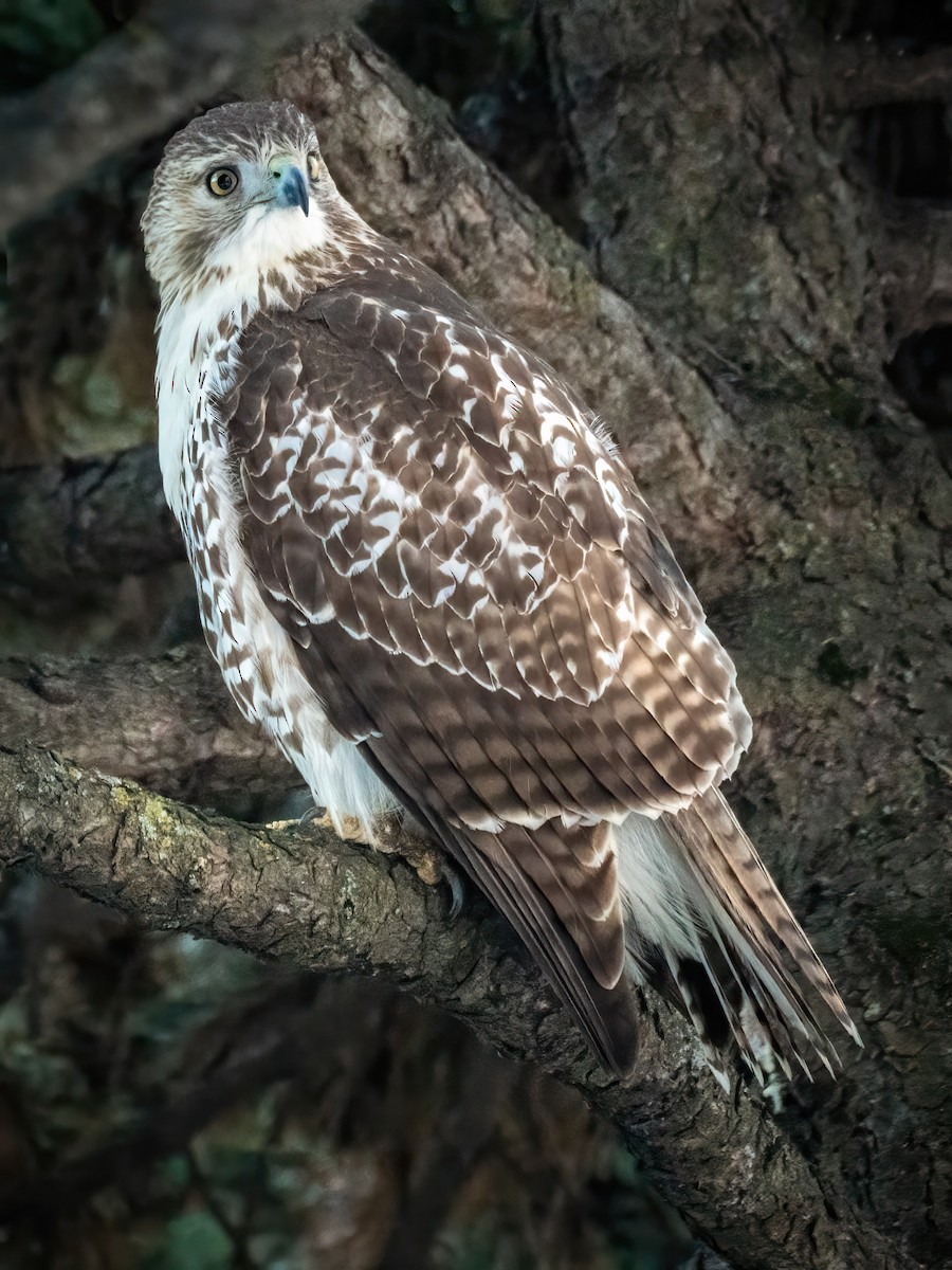 Red-tailed Hawk - ML612333492