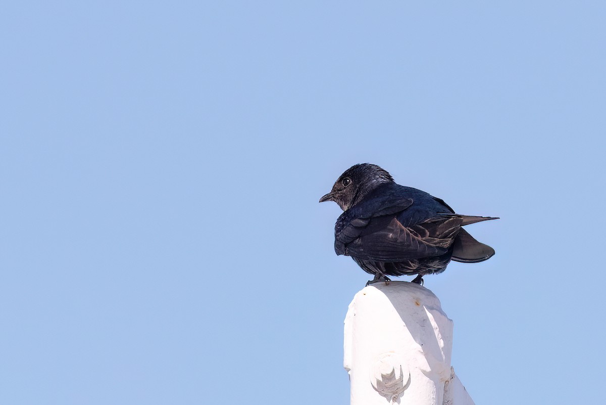 Southern Martin - Marcos Eugênio Birding Guide