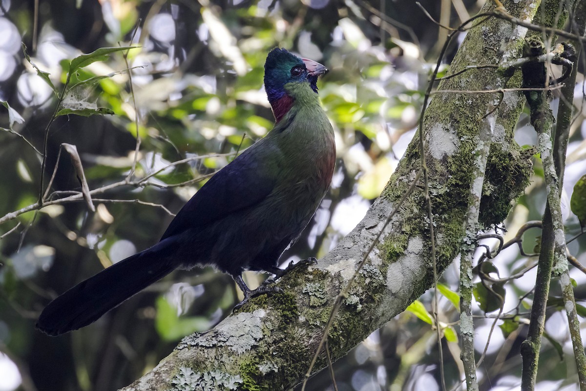 Rwenzori Turaco - ML612333531