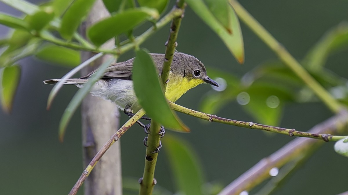 Golden-bellied Gerygone - Robert Tizard