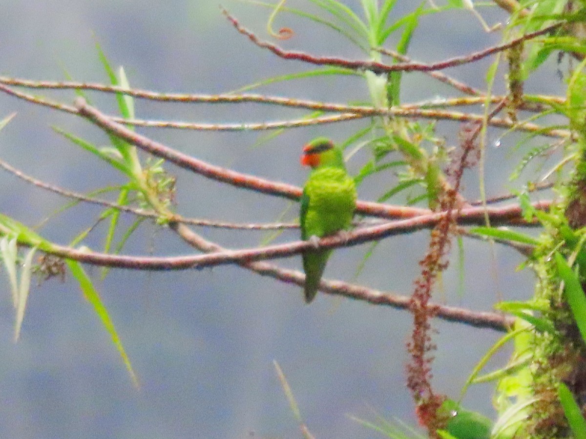 Mindanao Lorikeet - ML612333663