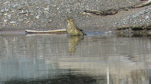 American Pipit - ML612333707