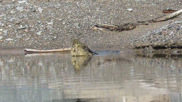 American Pipit - ML612333732